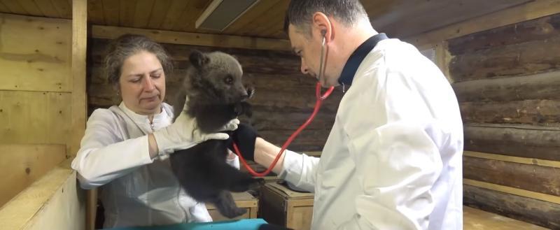 Фото: скриншот видео Центра спасения медвежат-сирот