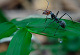 Чем полить грядки, чтобы отпугнуть муравьев