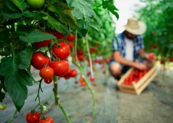 Идеальная компания для томатов: что посадить рядом