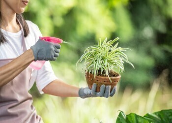 Химия в саду и огороде: почему от нее стоит отказаться, как это сделать