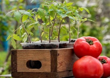 Главные ошибки при посеве, из-за которых не всходят помидоры
