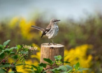 Как птицы вредят в саду и огороде. Как их отпугнуть?