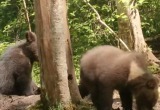 В Центре спасения рассказали последние новости о вологодском медвежонке: он переехал в "лесной вольер"
