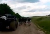 Побег из коровника: около 40 буренок убежали с фермы в Вологодской области