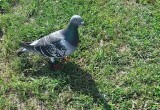 Кирилловский округ посетил окольцованный голубь из Болгарии