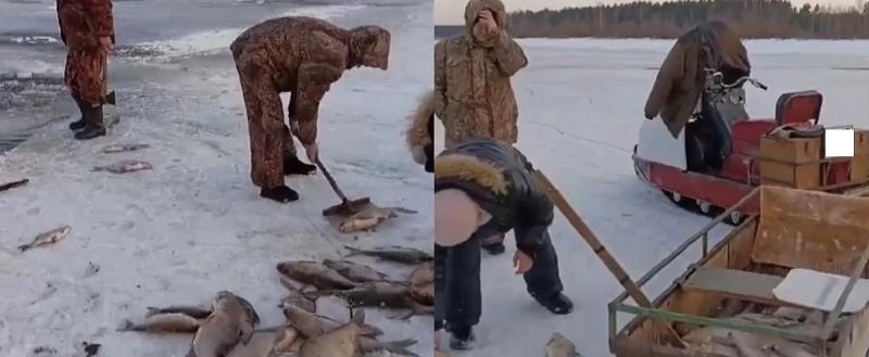 Причины гибели рыбы в Череповецком районе устанавливает прокуратура 