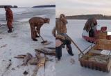 Причины гибели рыбы в Череповецком районе устанавливает прокуратура 