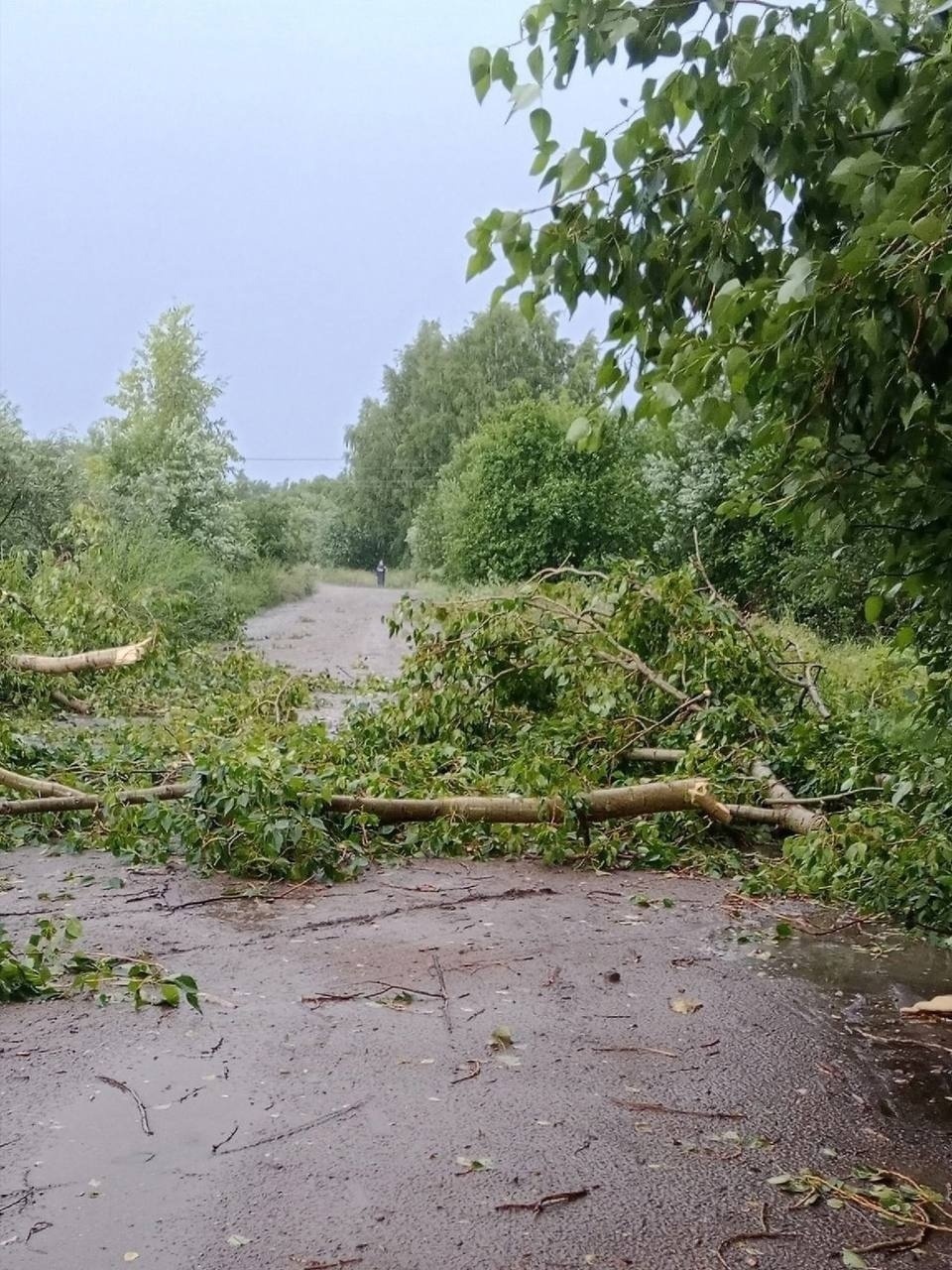 В Вологодской области восстановлены 3,4 тысячи километров ЛЭП после урагана  