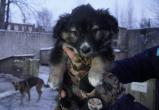 Череповец-поиск, Никита Трушков