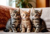 Муж тащит домой всех котят, которых находит на улице, и наша квартира превратилась в зоопарк