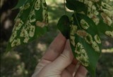 Зелёная угроза: в Комсомольском парке массово болеют тополя