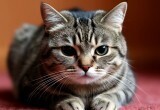 Кошачья деменция: почему ваша мурлыка может забывать, что её уже кормили