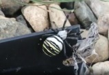 В России замечены гигантские пауки-осы: врачи предупреждают об опасности укусов