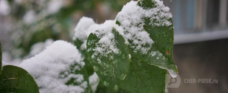 фото: Вологда-поиск