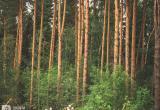 Фото: "Череповец-Поиск"
