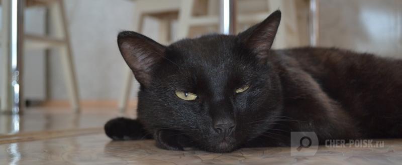 Череповец-Поиск