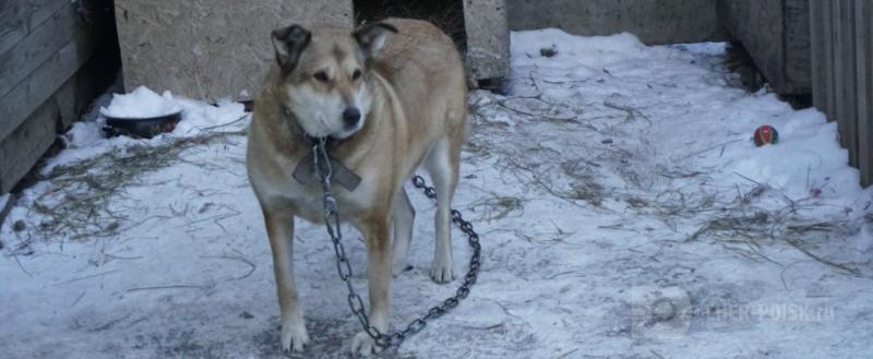 Череповец-Поиск