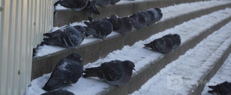 Череповец-Поиск