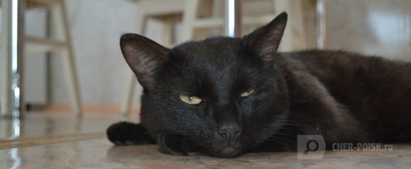 Череповец-Поиск