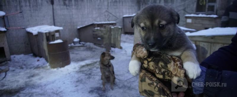 Череповец-Поиск