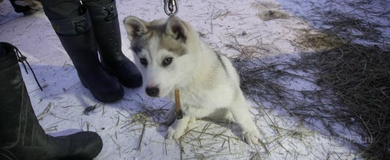 Череповец-Поиск