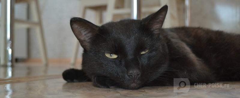 Череповец-Поиск