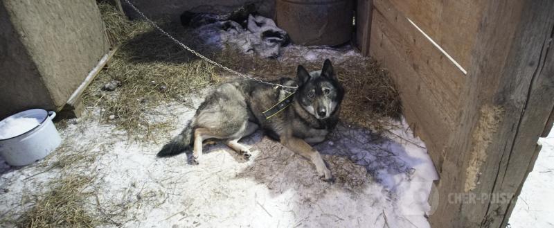 Череповец-Поиск