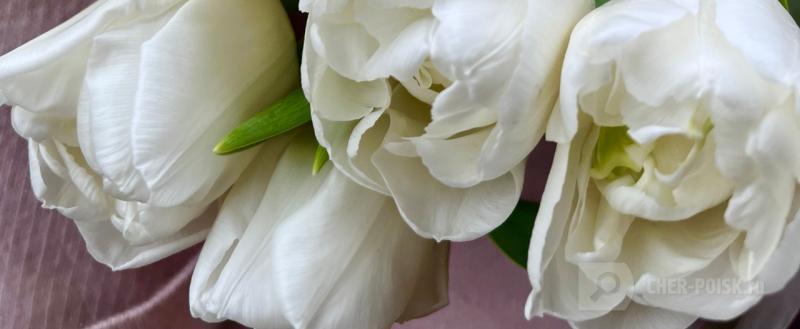 Череповец-Поиск