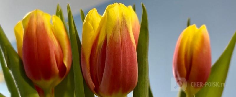 Череповец-Поиск