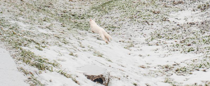 Череповец-Поиск