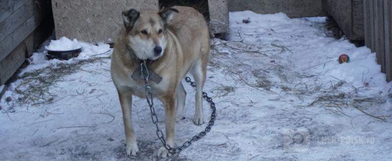 Никита Трушков, Череповец-Поиск