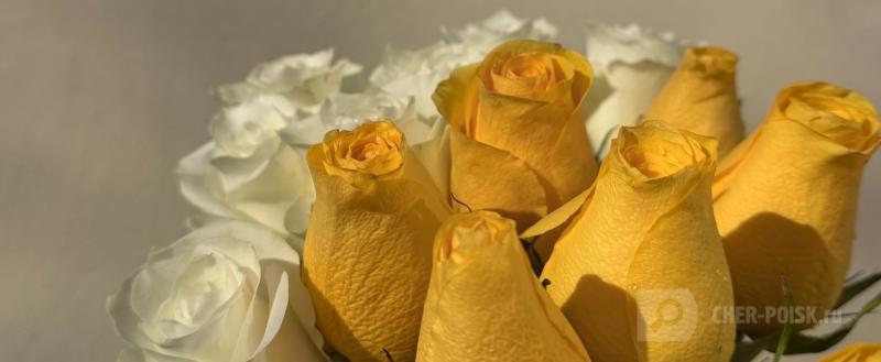 Череповец-Поиск