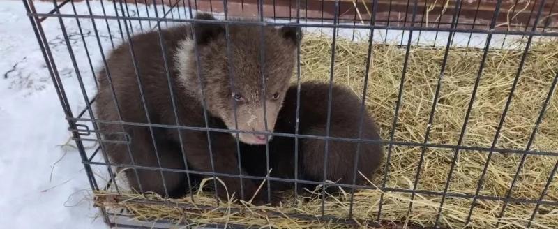ПРО Полиция.Вологодская область