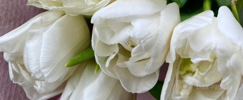 Череповец-Поиск