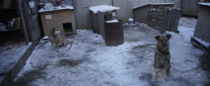 Череповец-Поиск