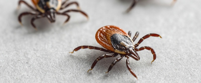 Нейросеть Midjourney