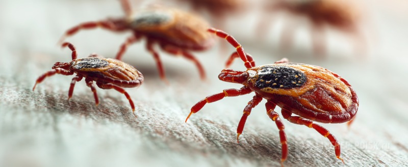 Череповец-Поиск