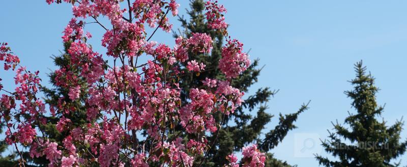 Череповец-Поиск