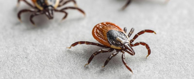 Нейросеть Midjourney