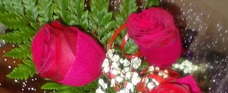 Череповец-поиск