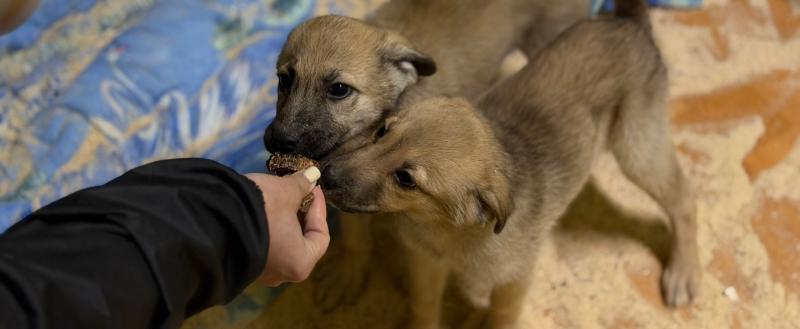 Единая Россия