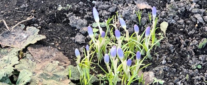 Череповец-Поиск