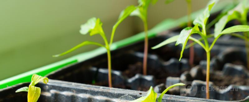 Череповец-Поиск