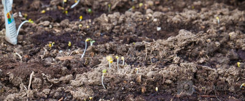 Череповец-Поиск