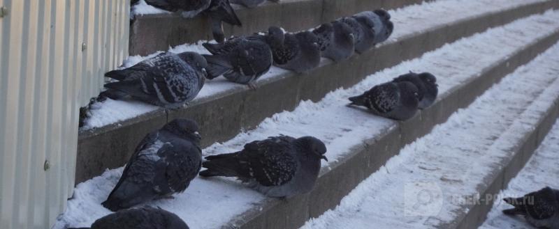 Череповец-Поиск