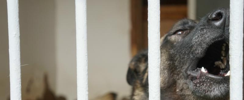 Череповец-Поиск, Тимур Бойков