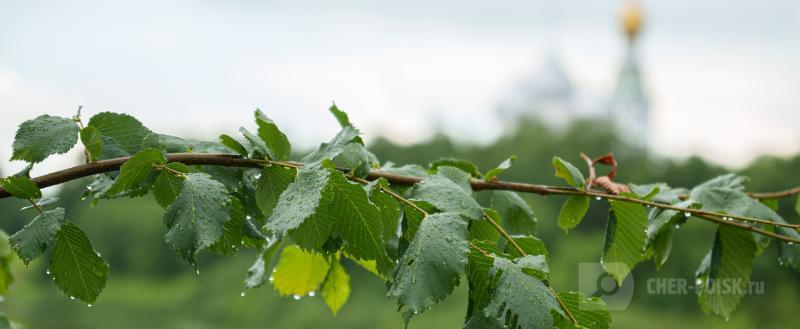 Череповец-Поиск