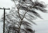 На&nbsp;Вологодскую&nbsp;область&nbsp;надвигаются&nbsp;порывы&nbsp;ветра:&nbsp;объявлен&nbsp;риск&nbsp;ЧС