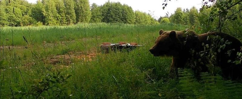 Фото: пресс-служба Главохоты Вологодской области 