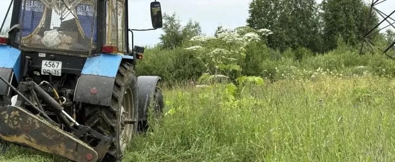 В Вологодской области продолжают бороться с борщевиком: очищены участки у трассы А-114